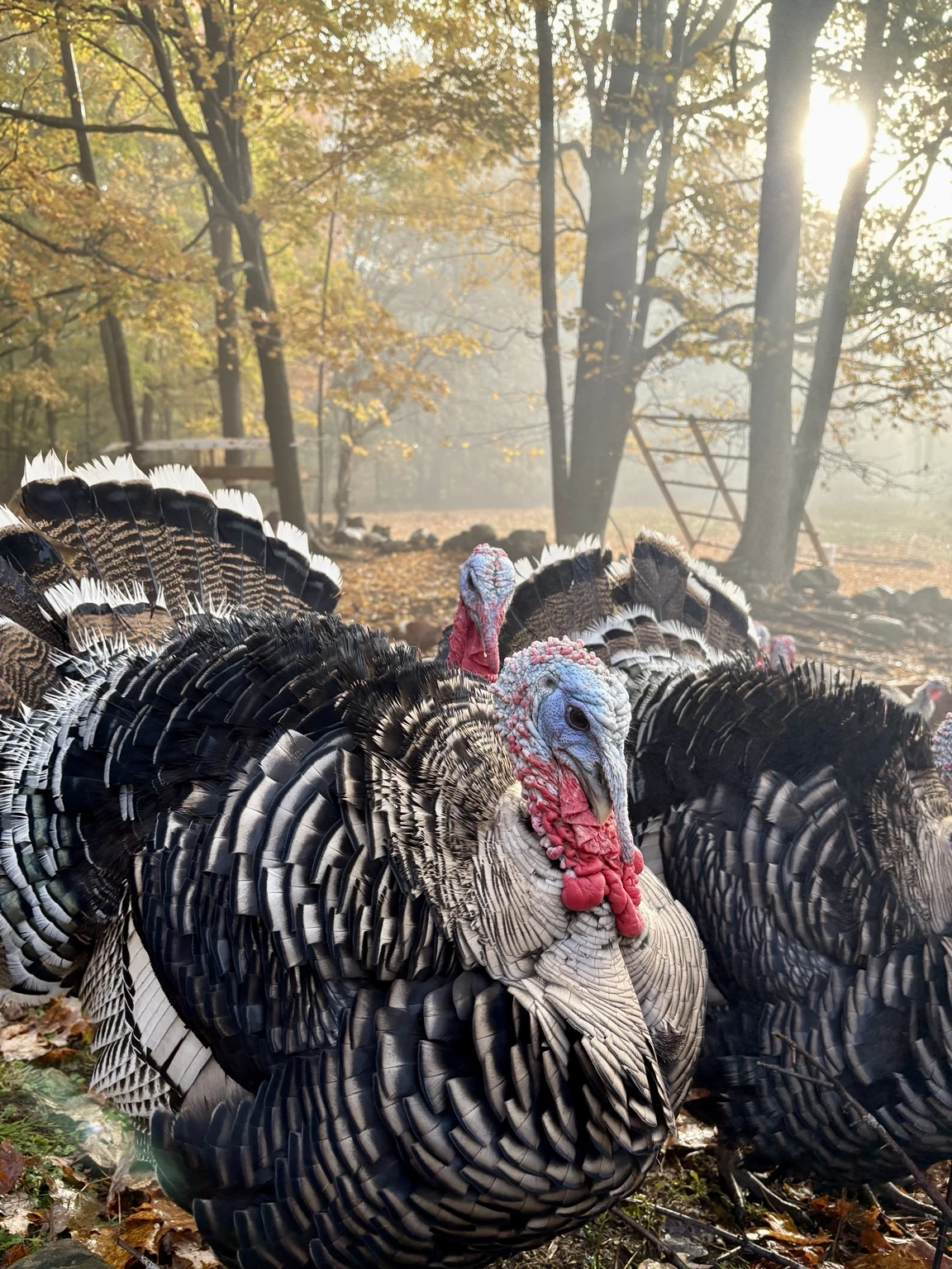 Heritage turkeys displaying their feathers in autumn sunlight at Rooted Ridge Farm